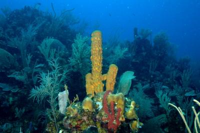 Coral at Carrie Bow Cay
