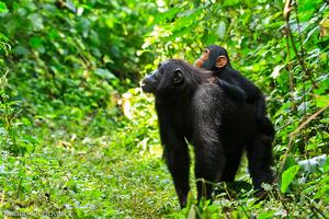 Wild chimpanzees learn how to communicate from relatives on mom’s side, not dad’s