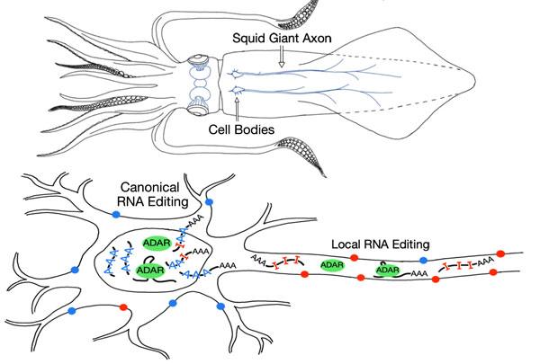 Local RNA Editing in Squid Giant Axon