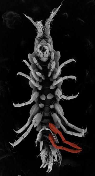 Using CRISPR to Replace Swimming Legs with Jumping Legs