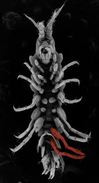 Using CRISPR to Replace Swimming Legs with Jumping Legs