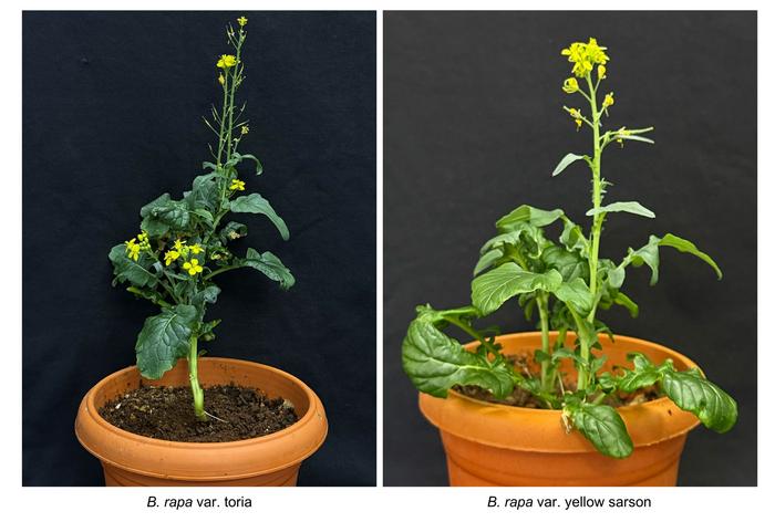 Brassica rapa variants