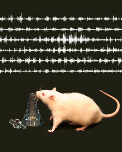 Rats Learn to Smell