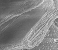 Nano-sheets