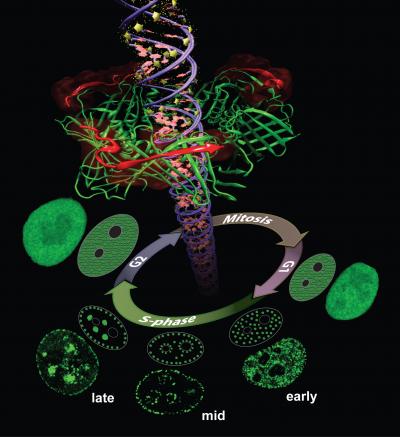 Cell-Entering Molecules Detect Activity of Proliferating Cell Nuclear Antigen