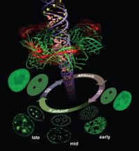 Cell-Entering Molecules Detect Activity of Proliferating Cell Nuclear Antigen
