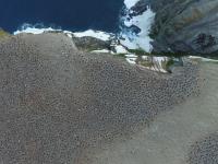 Overhead of Adélie Penguins