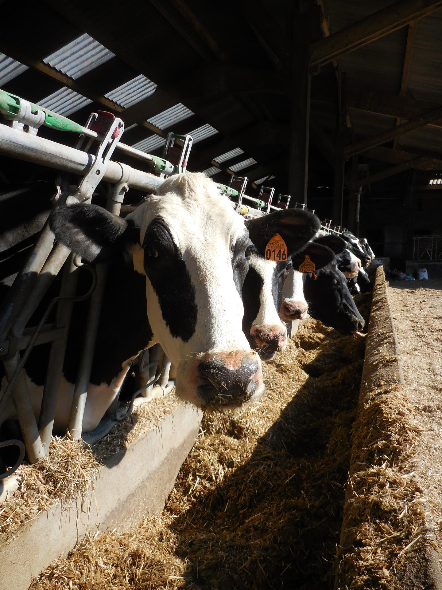 Cows Feeding