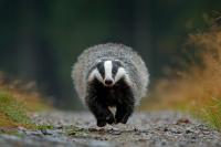Badger