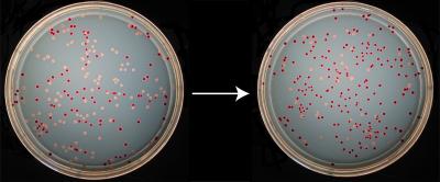 In Bacterial Evolution, the Tortoise Trumps the Hare (2 of 4)