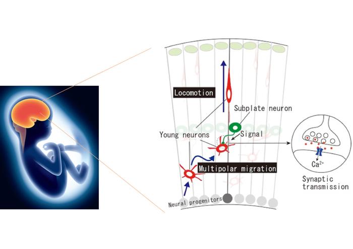 Schematic Summary of Our Findings
