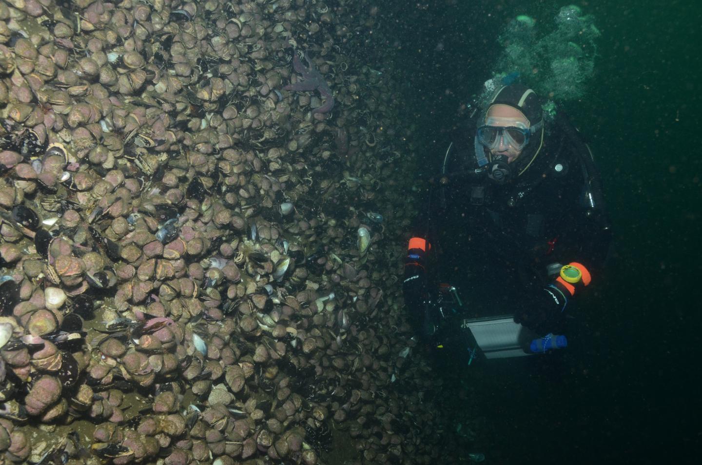 Rethinking Drivers of the World's Marine Diversity Gradient (7 of 21)