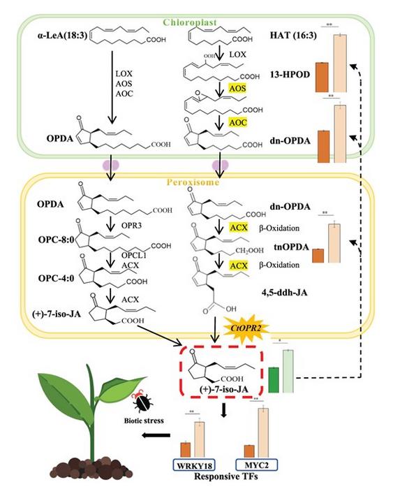 CtOPR2 promotes the accumulation of plant JA content.