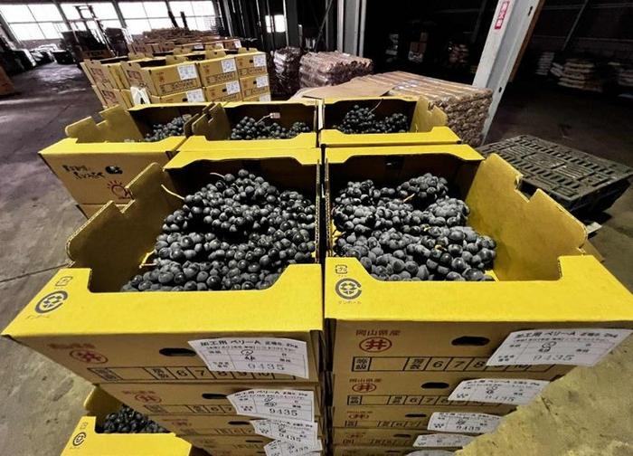 Harvested Muscat Bailey A Grapes in Ibara, Okayama Prefecture