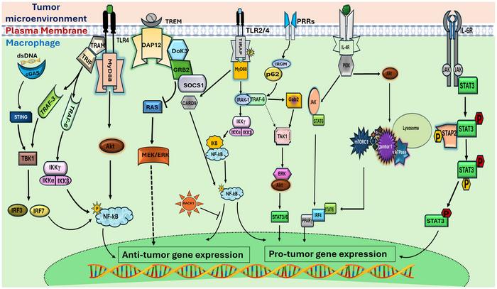 Adaptor proteins regulating tumor-associated macrophage polarization during cancer progression