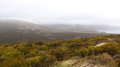 Campbell Island, NZ