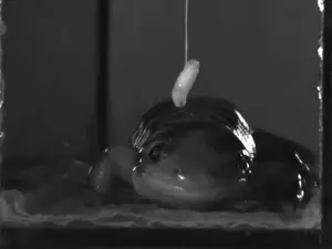 Slow Motion Footage of a Tiger Salamander Feeding on a Maggot