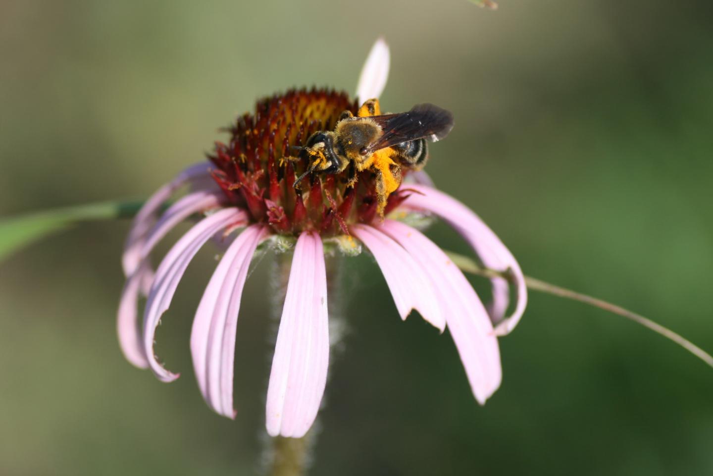 Narrow-Leaved Purple Coneflower (Echinacea angustifolia)