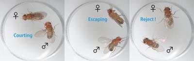 A Female Fly Rejects a Male Fly During Courtship When Another Species' Song is Played