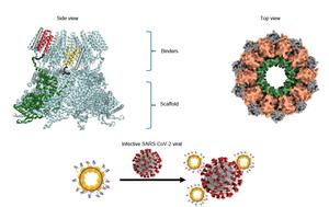 Protein nanorings designed to detect and neutralise SARS-CoV2 virus