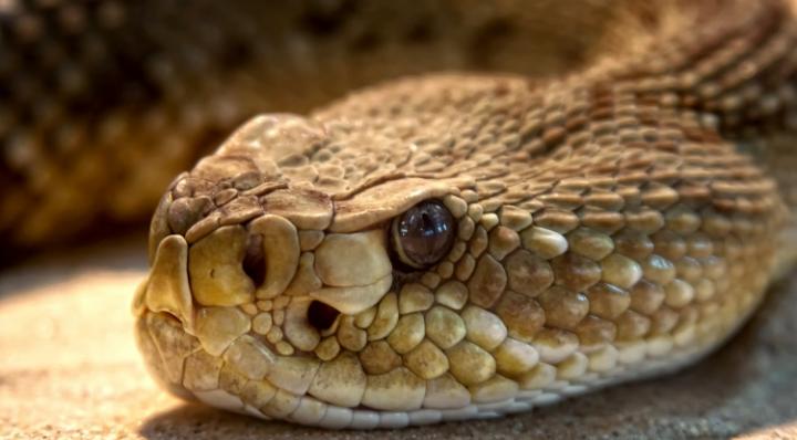 New Snakebite Treatment Under Development at UA College of Medicine - Tucson