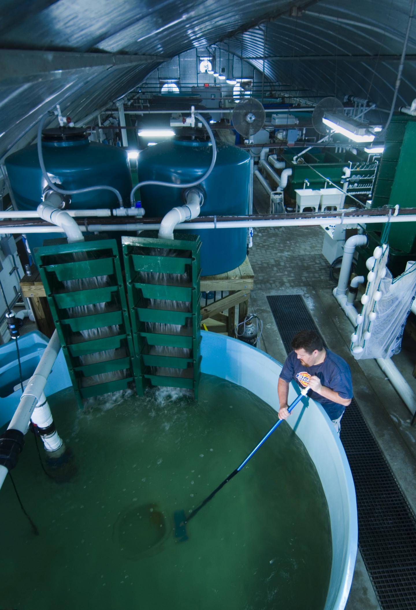 FAU Harbor Branch Awarded $3 Million Grant for Fish Farming Project to Help Sportfishing Industry