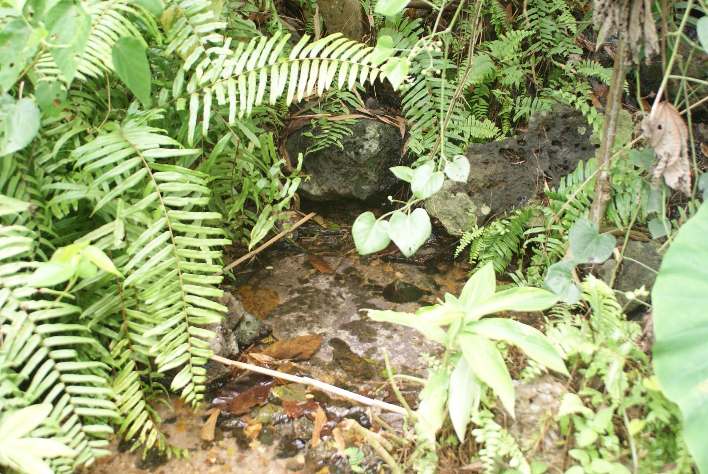 Nest Type 2 with Old Eggs (Grey Mass in Middle) Leaf Litter Piled up in Front