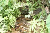 Nest Type 2 with Old Eggs (Grey Mass in Middle) Leaf Litter Piled up in Front