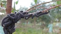Sawfly Larvae Foraging for Food