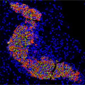 Mouse pancreatic islets