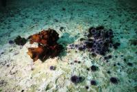 An Urchin Barren