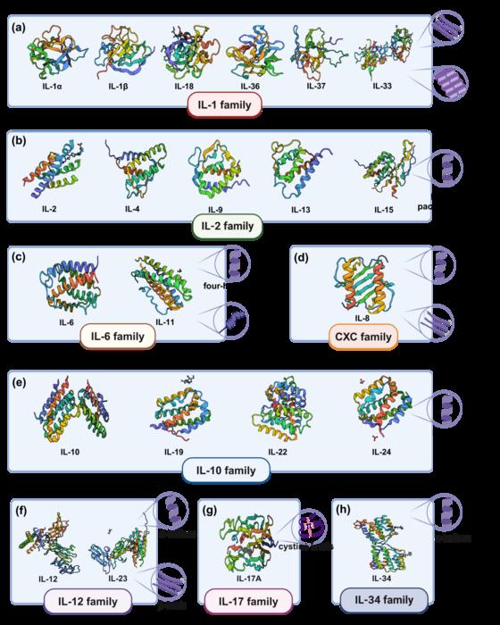 ‌Figure 1. Three-Dimensional Structural Characteristics of Interleukins (ILs)
