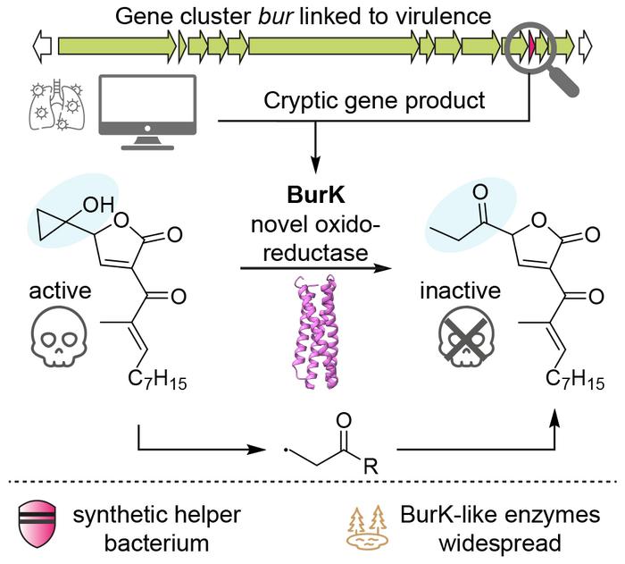 Schematic representation of the active mechanism of the enzyme BurK