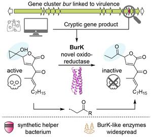 Schematic representation of the active mechanism of the enzyme BurK