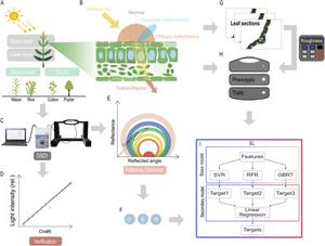 Figure 1. Schematic of the experimental design and the development of the predictive framework for optical properties. The upper- and lower-layer leaves from four plant species (maize, rice, cotton, and poplar), categorized into monocots and dicots, were