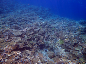 A coral reef in Okinawa
