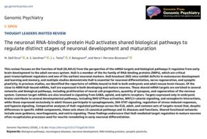 The neuronal RNA-binding protein HuD activates shared biological pathways to regulate distinct stages of neuronal development and maturation