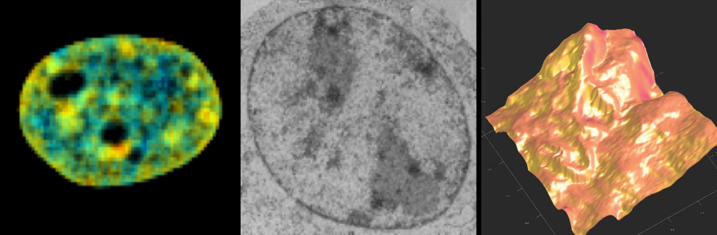Cell Imaging Methods