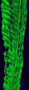 Cross-section of an icicle made with green dye