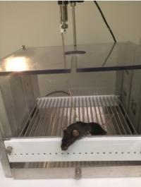 A Mouse inside the Experimental Chamber