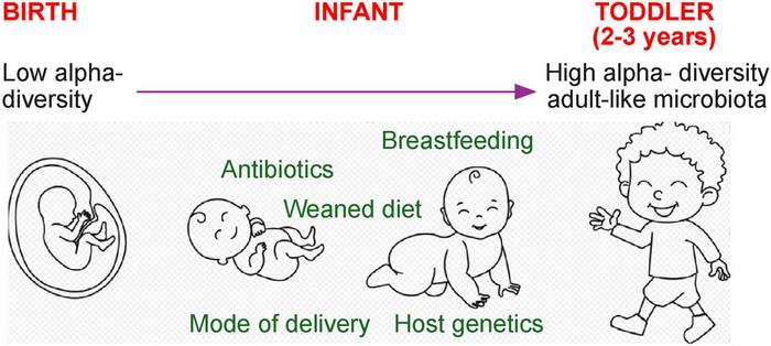 Microbiome-shaping factors (green font) in the dynamic shift of the infant gut microbiota from low diversity to high diversity adult-like microbiota.