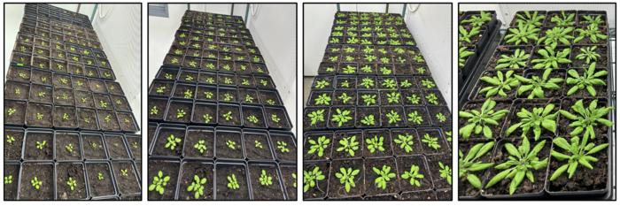 Arabidopsis thaliana