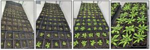 Arabidopsis thaliana