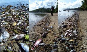 Heatwave's Impact on Fish on Fiji’s Coral Coast