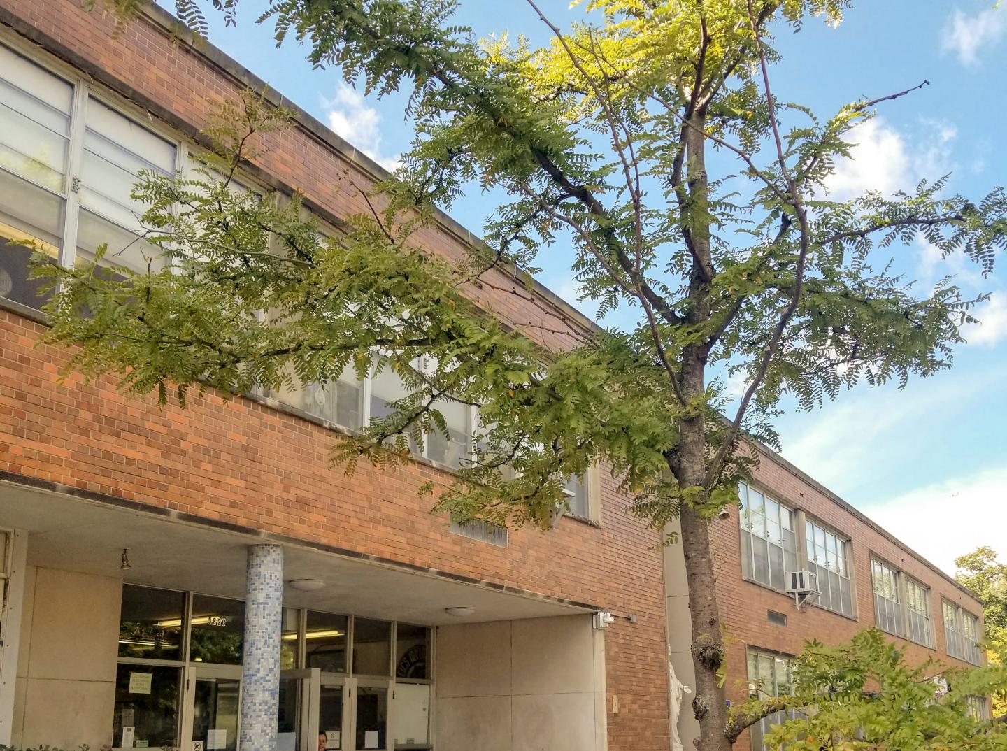 More Trees in the Schoolyard Could Mean Better Test Scores