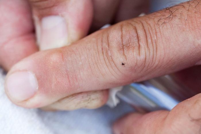 Blacklegged Tick