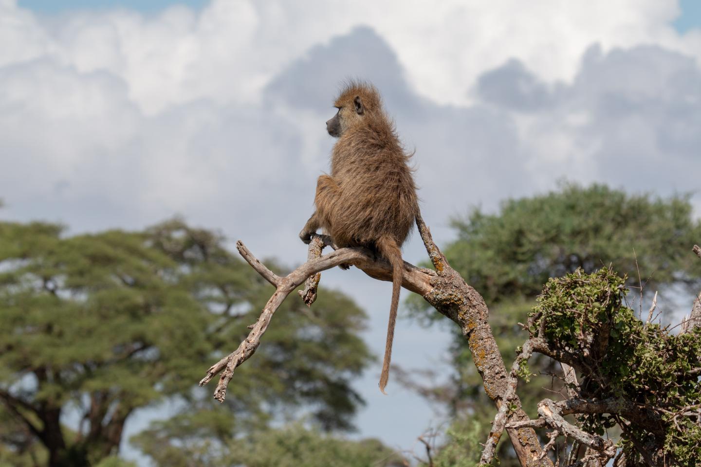 Amboseli Baboon