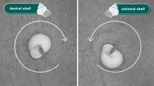 Flexible response to variables during nest building