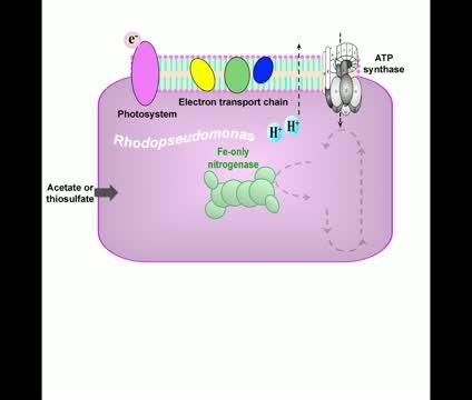 Methane Producing and Utilizing Bacteria