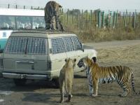 Tiger Feeding